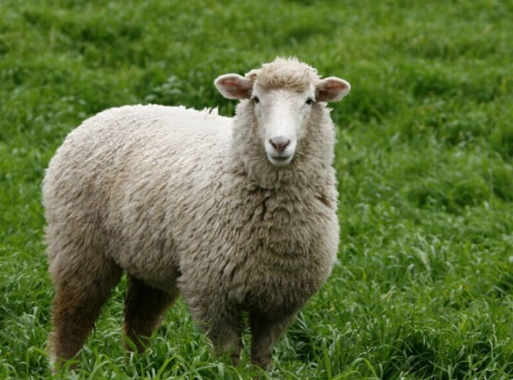 Best Wool Mattresses Reviews