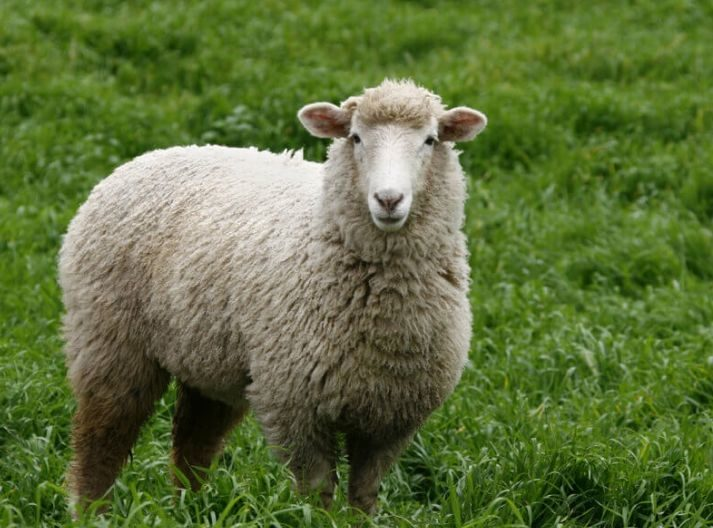 Best Mattresses For Combination Sleepers