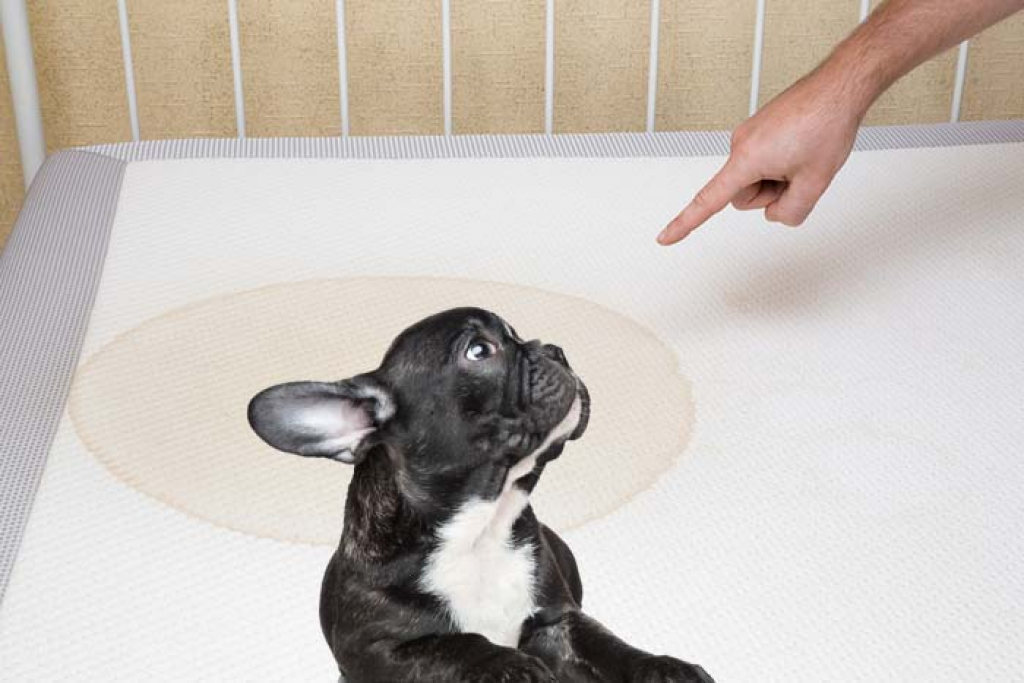 How To Get Dog Pee Out Of Bedding
