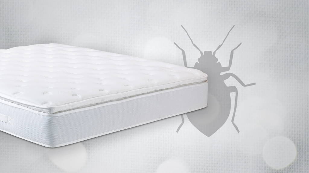 How To Get Rid Of Bed Bugs In A Mattress Guide