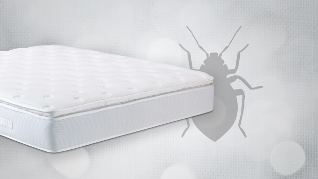 How To Get Rid Of Bed Bugs In A Mattress Guide