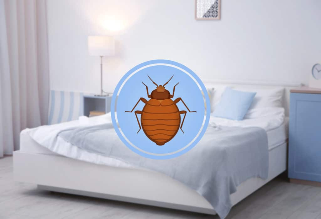 How To Check Mattress For Bed Bugs