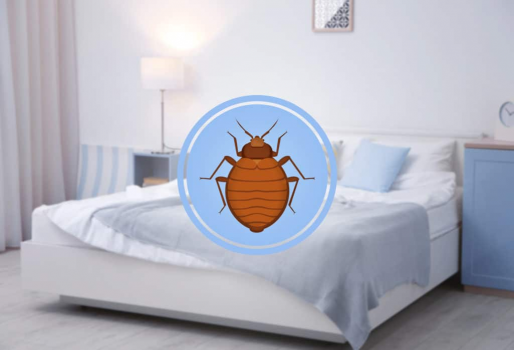 How To Check Mattress For Bed Bugs
