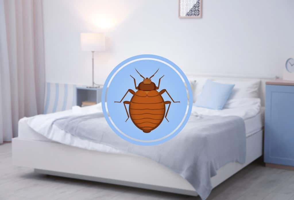 How To Check Mattress For Bed Bugs Answered!