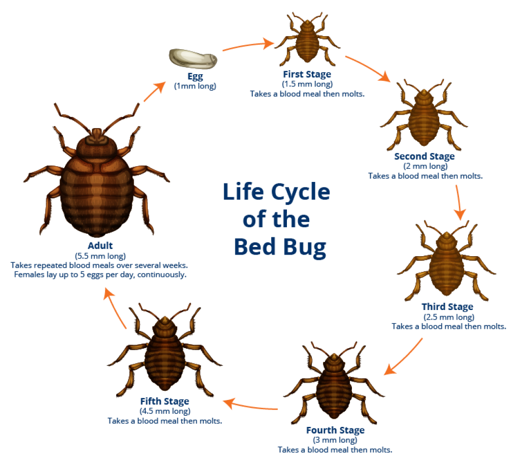 How To Check Mattress For Bed Bugs: Answered!