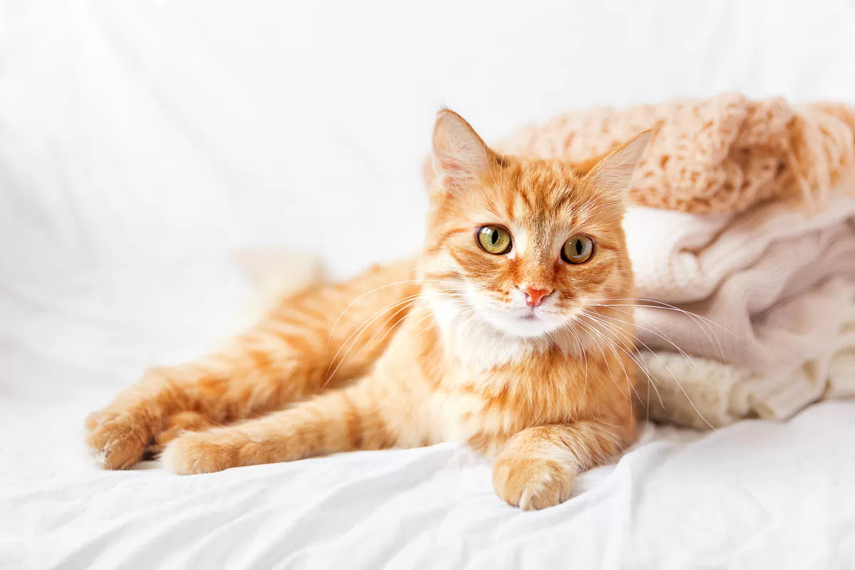 How To Check Mattress For Bed Bugs