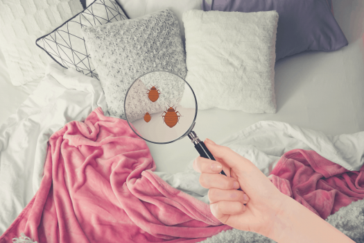 How To Clean Mattress From Bed Bugs