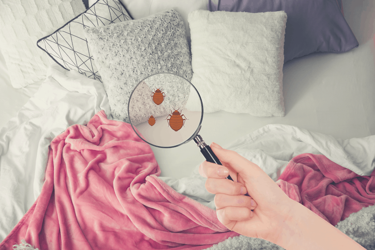 How To Clean Mattress From Bed Bugs