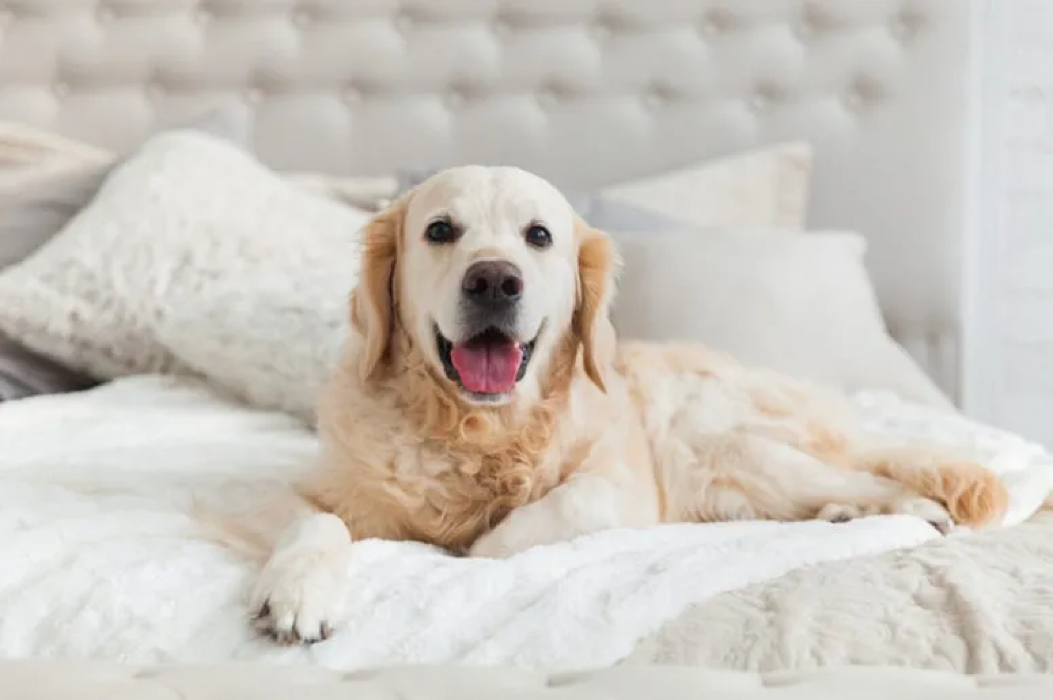 How To Get Dog Pee Out Of Mattress: Top Tips from Experts