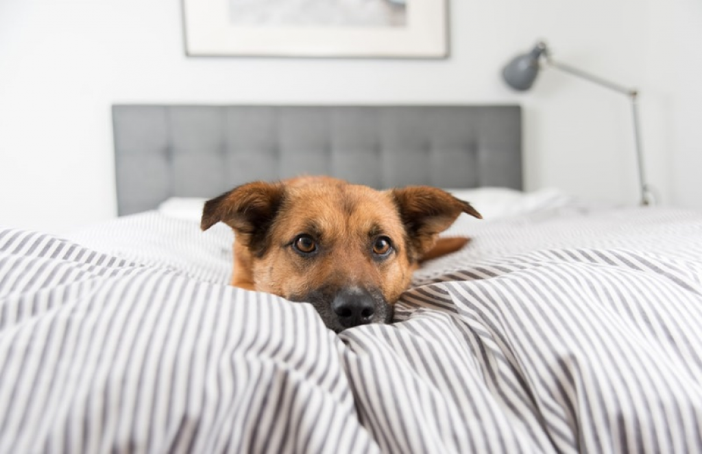 How To Get Rid Of Fleas In Bed Mattress